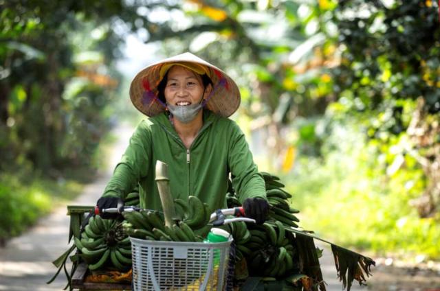 Woman farmer with traditional Vietnamese hat carrying green bananas