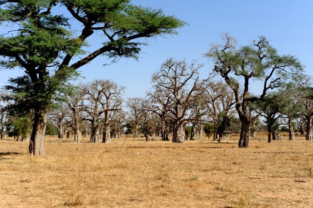 Baobabs au Sénégal