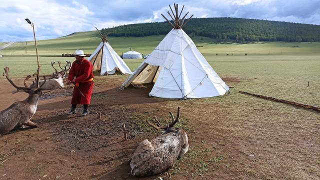 Yourtes et animaux en Mongolie
