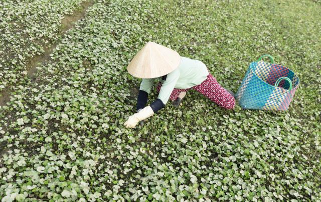 Une agricultrice récoltant des feuilles dans un champ.