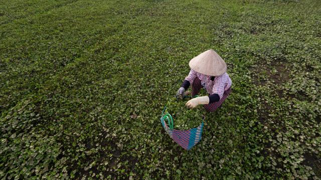 Vietnamese farmer working in a field