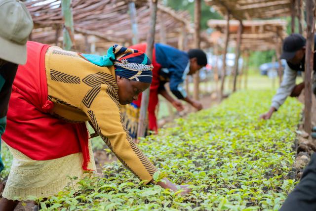 People working in a tree nursery
