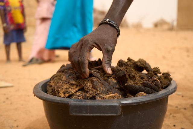 Main prenant des bouses de vache sèches dans un seau